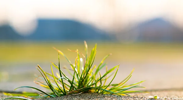 Gras sähen