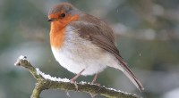 Vorschau: Garten-Winter-Rotkehlchen-Sonnensegel