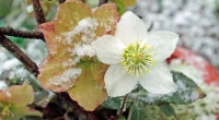 Vorschau: Garten-Terasse-Blume-Winter-Seilspannmarkise