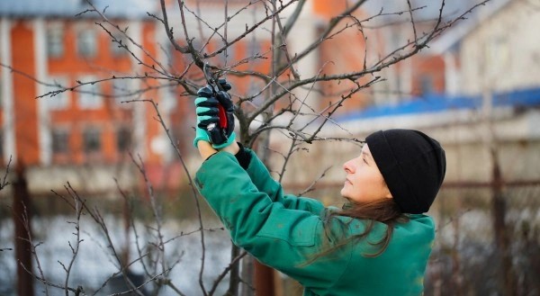 Gartenarbeit im Winter: Diese Arbeiten warten auf Sie