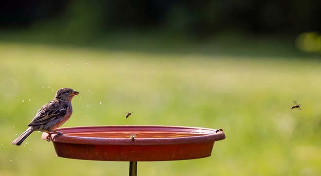 Gartenarbeit-im-Sommer_Seilspannmarkisen_3