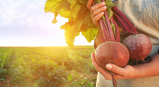 Tipps für deinen Sommergarten