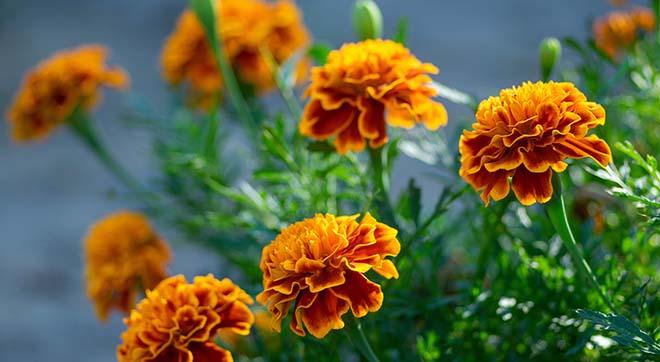 AdobeStock_392113631lKSDqu1oKPfaS