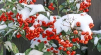 Vorschau: Garten-Str-ucher-Terasse-Balkonsichtschutz