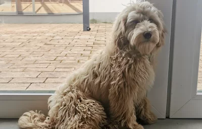 Balou - Seelenhund Balou - Seelenhund